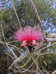 Pseudobombax ellipticum