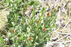 Xerochrysum subundulatum