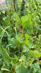 Rumex spinosus