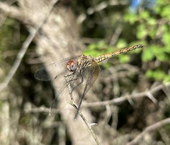 Trithemis werneri