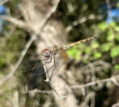 Trithemis werneri