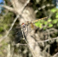 Trithemis werneri
