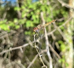Trithemis werneri