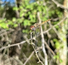 Trithemis werneri