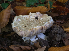 Amanita echinocephala