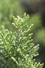 Ozothamnus cupressoides