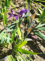 Sparaxis metelerkampiae