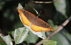 Eurytela dryope