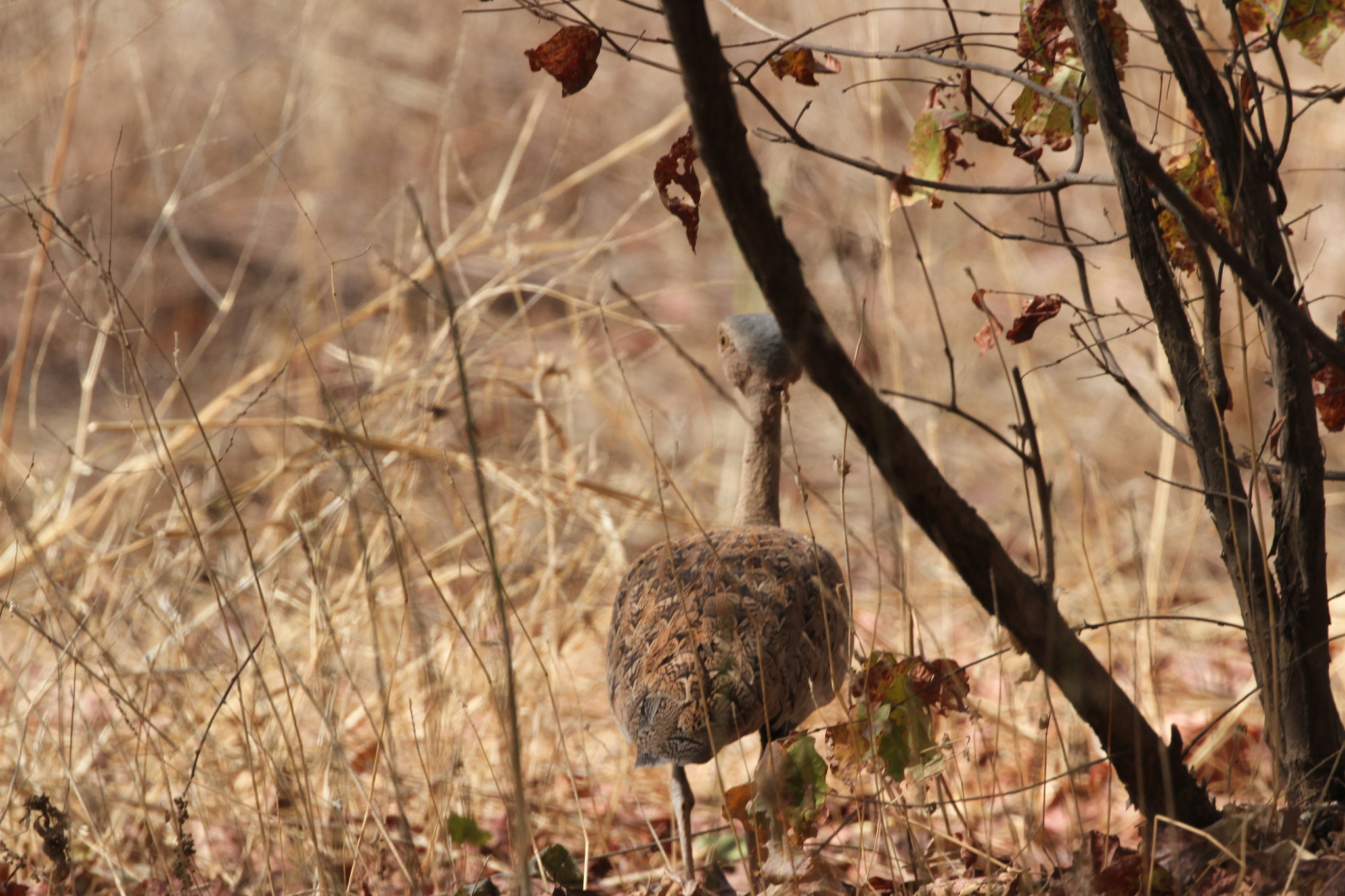 Savile's Bustard (Lophotis savilei), photo 1