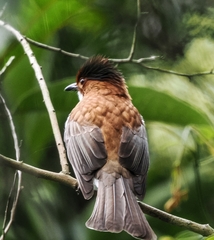 Hemixos castanonotus