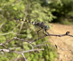 Zygonoides fuelleborni