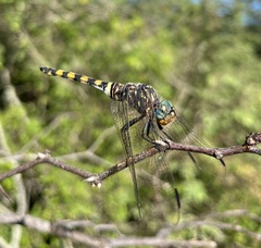 Zygonoides fuelleborni
