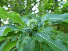 Rabdophaga strobiloides