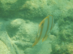 Chelmon rostratus