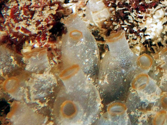 Ecteinascidia sluiteri