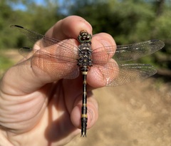 Zygonoides fuelleborni