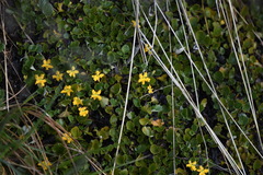 Goodenia hederacea alpestris