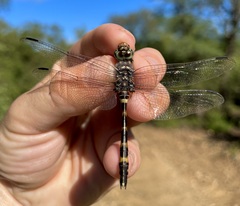 Zygonoides fuelleborni