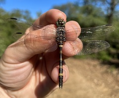 Zygonoides fuelleborni