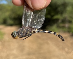 Zygonoides fuelleborni