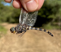Zygonoides fuelleborni