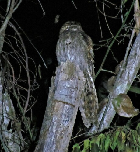 Long-tailed Potoo (Nyctibius aethereus), photo 5