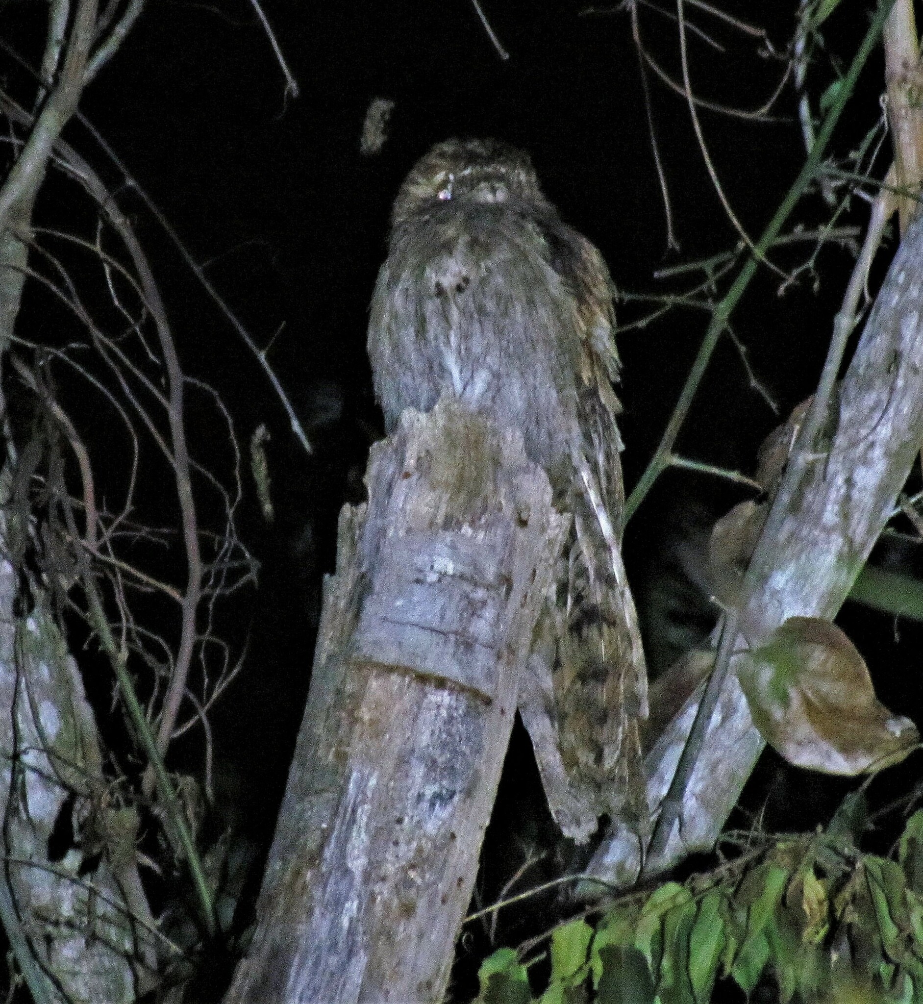 Long-tailed Potoo (Nyctibius aethereus), photo 5