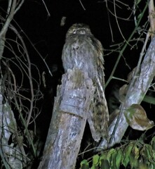 Nyctibius aethereus