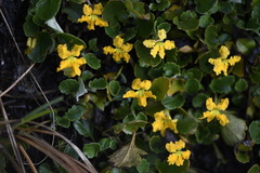 Goodenia hederacea alpestris