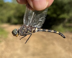 Zygonoides fuelleborni