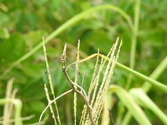 Trithemis