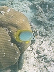 Chaetodon ocellatus