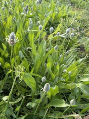 Plantago lagopus