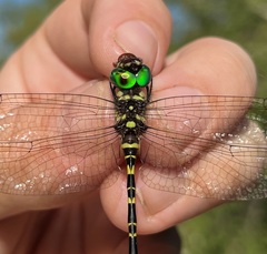 Phyllomacromia picta