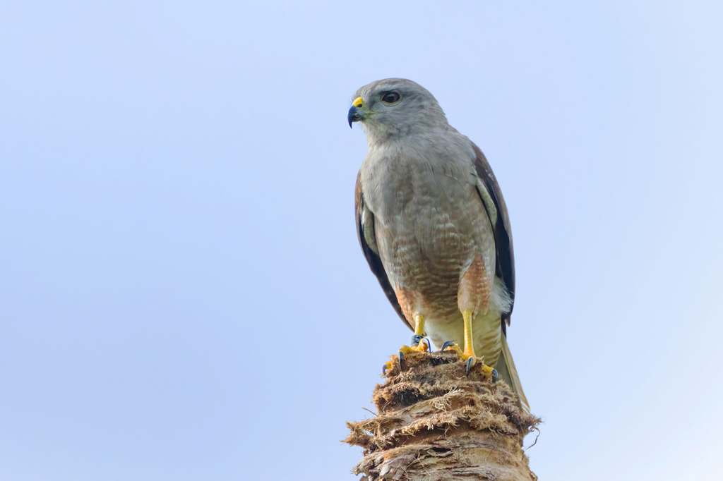 Ridgway's Hawk photo