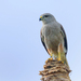 Ridgway's Hawk - Photo (c) Pedro Genaro Rodriguez, some rights reserved (CC BY-NC), uploaded by Pedro Genaro Rodriguez
