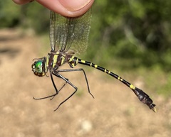 Phyllomacromia picta