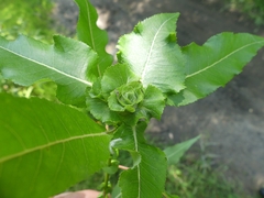 Rabdophaga strobiloides