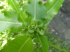 Rabdophaga strobiloides