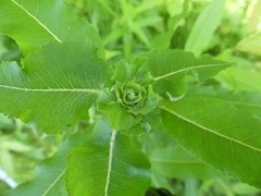 Rabdophaga strobiloides