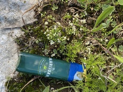 Draba verna