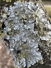 Parmelina