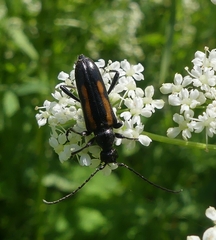 Strangalepta abbreviata