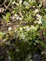 Draba verna