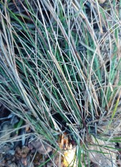 Tribolium hispidum