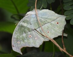 Protogoniomorpha parhassus