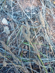 Tribolium hispidum