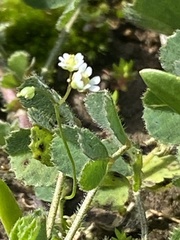 Draba verna