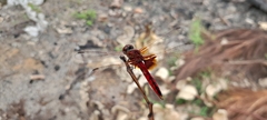 Urothemis assignata