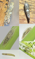 Acrolepiopsis sapporensis